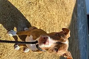 Name Pitt Bull Terrier Dog Karma