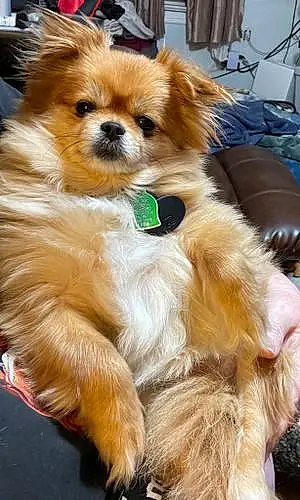 Name Pomeranian Dog Emmy