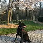 Plant, Dog, Dog breed, Tree, Carnivore, Road Surface, Sunlight, Grass, Fawn, Companion dog, Morning, Leisure, Tints And Shades, Sidewalk, Tail, Lawn, Leash, Canidae, Shadow