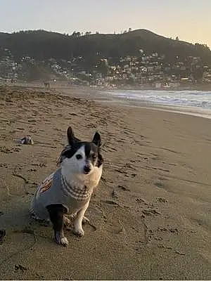 Beach Chihuahua Dog Spud