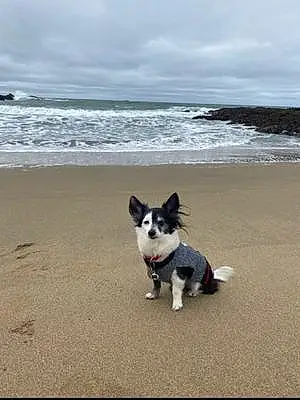 Beach Chihuahua Dog Spud