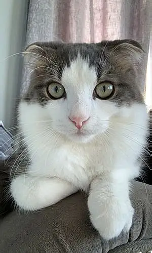 Name Scottish Fold Cat Oreo