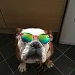 Dog, Sunglasses, Carnivore, Dog breed, Fawn, Companion dog, Bulldog, Snout, Grass, Tail, Canidae, Dog Supply, Toy Dog, Eyewear, Working Animal, Dog Clothes, Personal Protective Equipment, Wrinkle