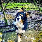 Dog, Plant, Water, Carnivore, Dog breed, Collie, Herding Dog, Companion dog, Scotch Collie, Forest, Tree, Canidae, Woodland, Working Dog, Wood, Stream, Jungle, Tail, Terrestrial Animal