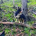 Plant, Dog, Dog breed, Carnivore, Tree, Companion dog, Terrestrial Animal, Wood, Forest, Terrestrial Plant, Grass, Old German Shepherd Dog, Canidae, Recreation, Woodland, Jungle, Trunk, Tail, Soil