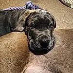 Dog, Dog breed, Carnivore, Fawn, Companion dog, Working Animal, Snout, Whiskers, Wrinkle, Kitchen Utensil, Guard Dog, Terrestrial Animal, Tin Can, Treeing Tennessee Brindle, Working Dog, Molosser, Canidae, Ancient Dog Breeds, Non-sporting Group