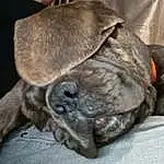 Dog, Carnivore, Dog breed, Fawn, Liver, Snout, Wrinkle, Terrestrial Animal, Furry friends, Working Animal, Comfort, Companion dog, Canidae, Treeing Tennessee Brindle, Pug
