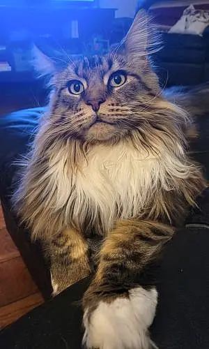 Name Maine Coon Cat Laney