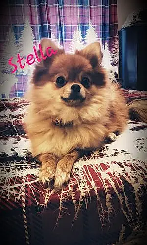 Name Pomeranian Dog Stella
