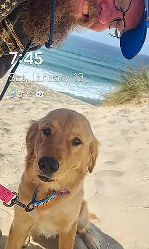 Beach Golden Retriever Dog Daisy