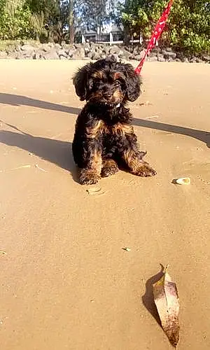 Beach  Other Dog Teddy
