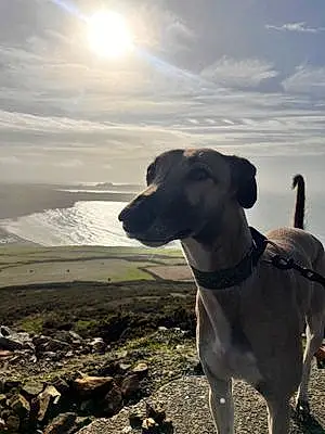 Beach Greyhound Dog Neil