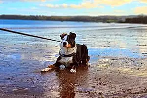 Beach Border Collie Dog Bucky