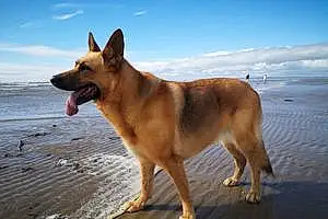 Beach German Shepherd Dog Mitzee