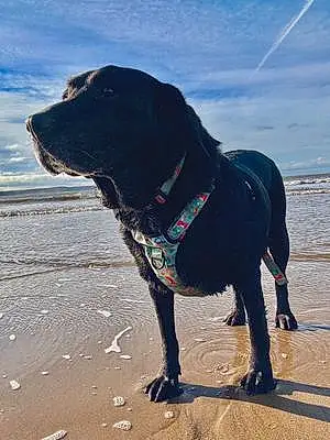 Beach Labrador Retriever Dog Murphy