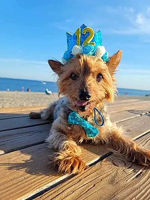 Beach Yorkshire Terrier Dog Lucky