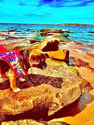 Beach Pug Dog Coach