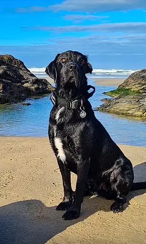 Beach Dog Moose