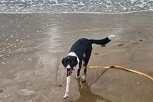 Beach Dog Blu