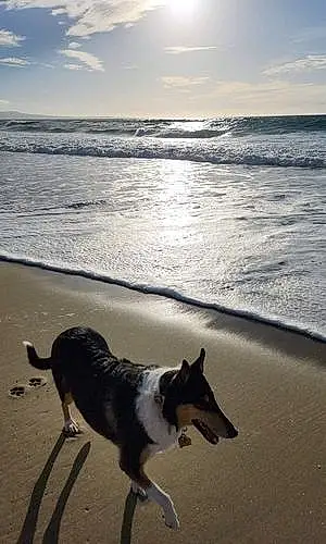 Beach Collie Dog Scarlett