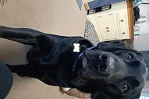 Name Labrador Retriever Dog Benson
