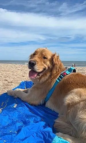 Beach Golden Retriever Dog Riley Rufus
