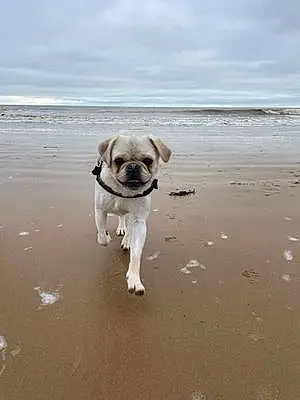Beach Mixed breed Dog Frank