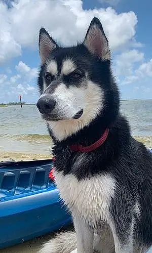 Beach Alaskan Malamute Dog Siris