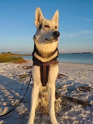 Beach German Shepherd Dog Malakhi