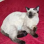 Cat, Dog breed, Felidae, Small To Medium-sized Cats, Carnivore, Whiskers, Balinese, Fawn, Thai, Siamese, Tail, Terrestrial Animal, Cat Supply, Collar, Canidae, Furry friends, Claw, Paw, Domestic Short-haired Cat, Pet Supply