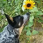 Flower, Plant, Dog, Carnivore, Petal, Grass, Fawn, Dog breed, Groundcover, Snout, Annual Plant, Flowering Plant, Herbaceous Plant, Sunflower, Soil, Terrestrial Animal, Landscape, Window, Wildflower