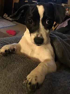 Name Chihuahua Dog Chica