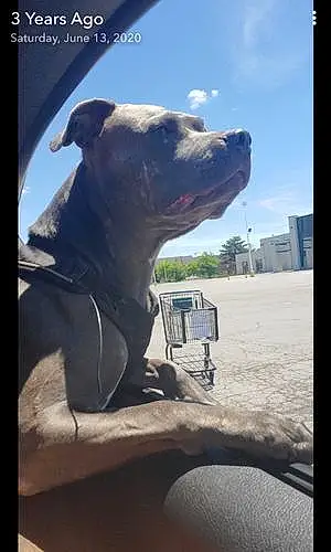 Name Pitt Bull Terrier Dog Gunner