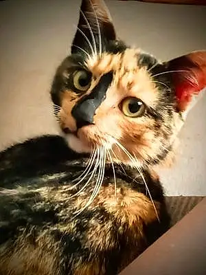 Name American Shorthair Cat Gemma
