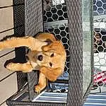 Toy, Mesh, Carnivore, Fawn, Wire Fencing, Snout, Stuffed Toy, Big Cats, Terrestrial Animal, Pet Supply, Felidae, Metal, Fence, Wood, Furry friends, Dog breed, Cage, Chain-link Fencing, Animal Shelter, Bear