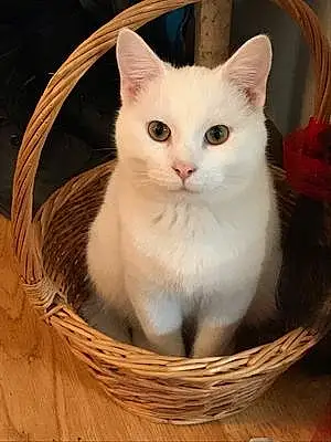 Snowshoe Cat Olaf