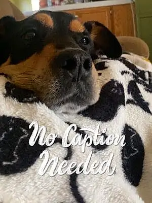Name Mixed breed Dog Cam