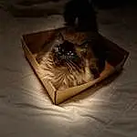 Brown, Cat, Felidae, Carnivore, Small To Medium-sized Cats, Whiskers, Fawn, Wood, Table, Furry friends, Box, Companion dog, Hardwood, Palm Tree, Darkness, Canidae, Still Life Photography, Metal, Paper Product, Paper