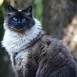 Cat, Eyes, Carnivore, Felidae, Small To Medium-sized Cats, Whiskers, Terrestrial Animal, Snout, Tail, Electric Blue, Wood, Furry friends, Rectangle, Domestic Short-haired Cat, British Longhair, Sitting