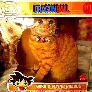 Name Tabby Cat Goku