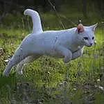Plant, Cat, Felidae, Carnivore, Small To Medium-sized Cats, Grass, Fawn, Whiskers, Snout, Terrestrial Animal, Tail, Grassland, Pasture, Tree, Canidae