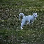 Eyes, Cat, Felidae, Plant, Carnivore, Small To Medium-sized Cats, Fawn, Grass, Tail, Whiskers, Snout, Terrestrial Animal, Dog breed, Sulphur-crested Cockatoo, Tree, Canidae, Furry friends, Grassland, Pasture