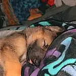 Dog, Comfort, Fawn, Carnivore, Dog breed, Linens, Companion dog, Furry friends, Pattern, Bedding, Paw, Magenta, Bed Sheet, Blanket, Nap, Guard Dog, Sleep, Flesh, Felidae, Barechested