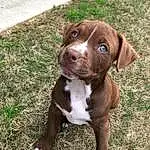 Dog breed, Dog, American Pit Bull Terrier, Snout, Pit Bull, American Staffordshire Terrier