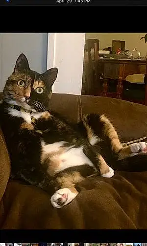 Cat Callie