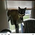 Cat, Carnivore, Felidae, Small To Medium-sized Cats, Whiskers, Window, Snout, Technology, Automotive Mirror, Photo Caption, Screenshot, Font, Vehicle Door, Cat Supply, Pet Supply, Black cats, Advertising, Domestic Short-haired Cat