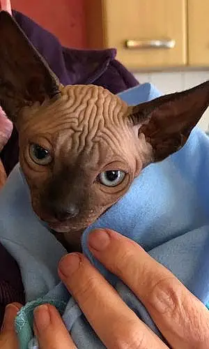 Name Sphynx Cat Keith