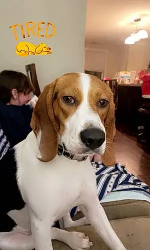 Name Beagle Dog June