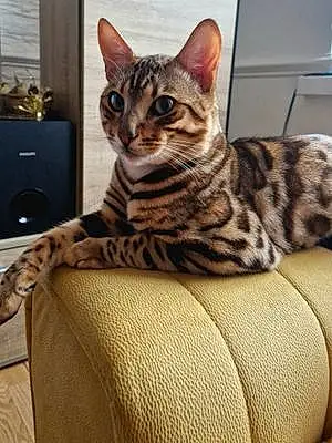 Name Bengal Cat Kitty