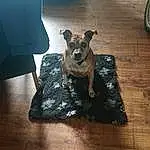 Dog, Dog breed, Wood, Carnivore, Grey, Fawn, Companion dog, Working Animal, Hardwood, Snout, Laminate Flooring, Comfort, Couch, Wood Flooring, Linens, Toy Dog, Furry friends, Tire